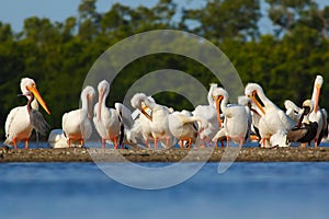 Group of pelican in stone island in the sea. White Pelican, Pelecanus erythrorhynchos, bird in the dark water, nature habitat, Flo