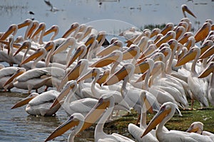 Group of pelicans photo