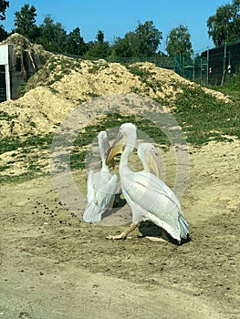 Group of pelicans