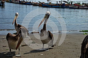 Group of pelicans on the beach