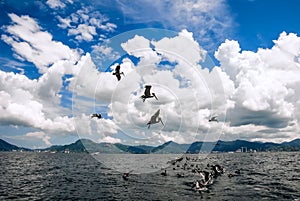 Group of pelicans behind a trawler boat catching fish and flying above Trinidad and Tobago