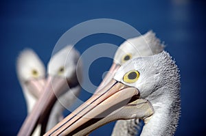 Group of Pelicans Close up