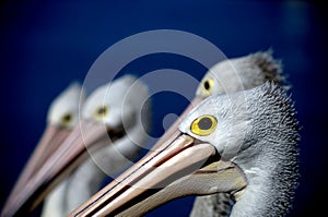 Group of Pelicans Close up