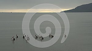 Group pelicans at the coast in the morning in Cairns Queensland, Australia