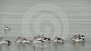 Group pelicans at the coast in the morning in Cairns Queensland, Australia