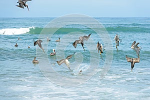 A group of pelicans diving for fish