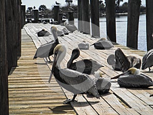 Group of Pelicans on fishing boat dock