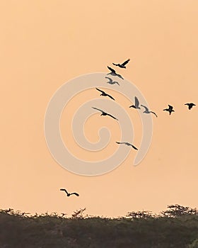 A group of pelicans flying