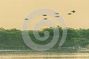 A group of pelicans flying