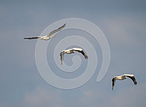 Group of pelicans flying in the blue sky