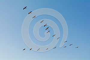 Group of pelicans flying in flock in blue sky background