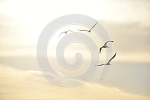 Group of pelicans flying in the sky at sunset