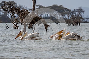 Group of pelicans gracefully glide across the calm waters