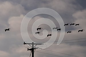 A group of pelicans heads inland as evening and storm clouds approach