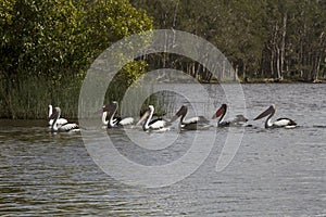 A group of pelicans on Lake Cootharaba