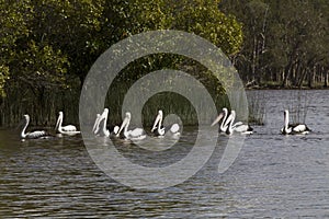 A group of pelicans on Lake Cootharaba