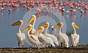 Group of pelicans on the lake. Lake Nakuru. Kenya. Africa.