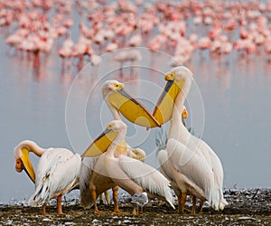 Group of pelicans on the lake. Lake Nakuru. Kenya. Africa.