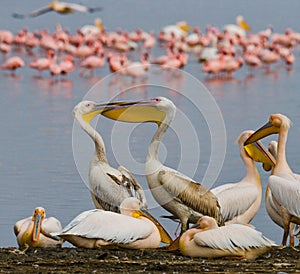 Group of pelicans on the lake. Lake Nakuru. Kenya. Africa.