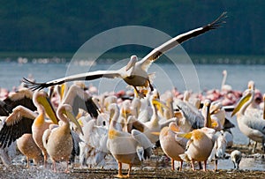 Group of pelicans on the lake. Lake Nakuru. Kenya. Africa.