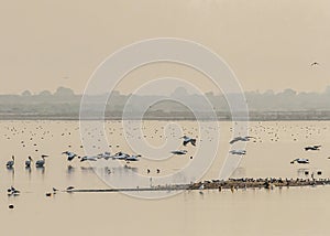 A group of pelicans landing