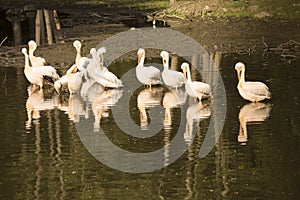 A group of pelicans during the morning sun