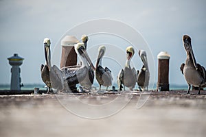 Group of Pelicans over a pier wildlife at Mexico, Holbox island. photo