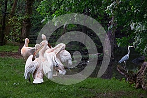 Group of pelicans. Pink Pelicans on green grass clean their feathers.