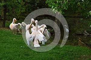 Group of pelicans. Pink Pelicans on green grass clean their feathers.