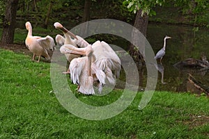 Group of pelicans. Pink Pelicans on green grass clean their feathers.