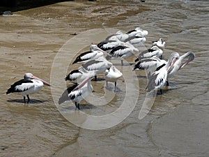 A group of Pelicans preening on a muddy beach in tropical Australia