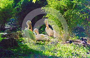 Group of pelicans relaxing on a green