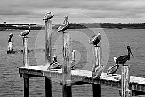 Group of Pelicans resting dock pilings background