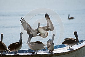 A group of pelicans photo