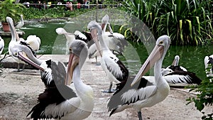 a group of pelicans scratch their bodies with their beaks at the zoo