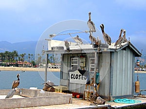 Group of Pelicans and Sea Birds on Closed Fish Bait Shop at Sea