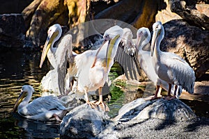 Group of pelicans sitting together in the shade