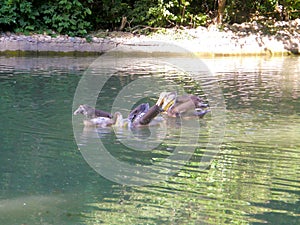 a group of pelicans swims in a pond