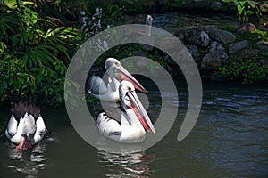 A group of pelicans swims in the pond, surrounded by grass