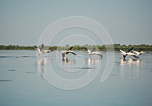 Group of pelicans taking flight.Wild flock of common great pelicans taking flight