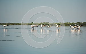 Group of pelicans taking flight.Wild flock of common great pelicans taking flight