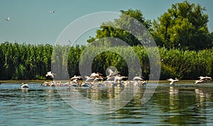 Group of pelicans taking flight.Wild flock of common great pelicans taking flight  Pelecanus onocrotalus   Pelican colony