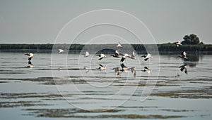 Group of pelicans taking flight.Wild flock of common great pelicans taking flight Pelecanus onocrotalus Pelican colony