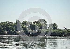 Group of pelicans taking flight.Wild flock of common great pelicans taking flight  Pelecanus onocrotalus   Pelican colony