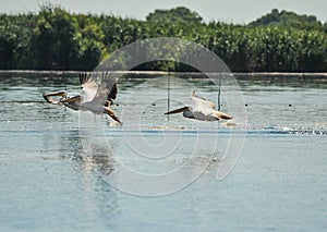 Group of pelicans taking flight.Wild flock of common great pelicans taking flight  Pelecanus onocrotalus   Pelican colony