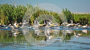 Group of pelicans taking flight.Wild flock of common great pelicans taking flight  Pelecanus onocrotalus   Pelican colony