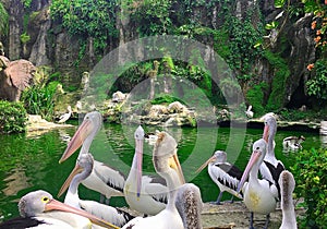 The Group of pelicans talking to each other