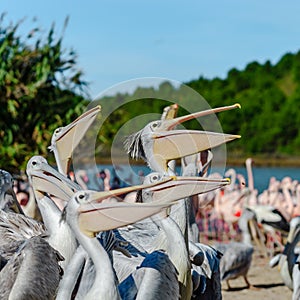 Group of pelicans waiting and catching their food, fish, dinner