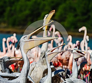 Group of pelicans waiting and catching their food, fish, dinner