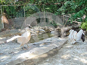 Group of pelicans by the water at the zoo